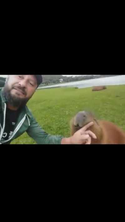 capivara