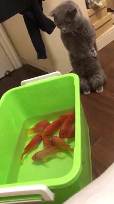 Dun dun dun dun... You can't touch this!