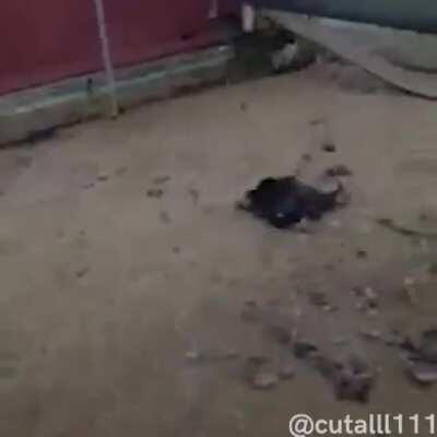 BioShock looking different here