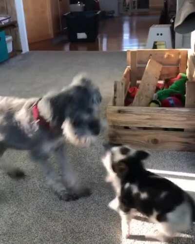 Pig and pup having the best time playing together