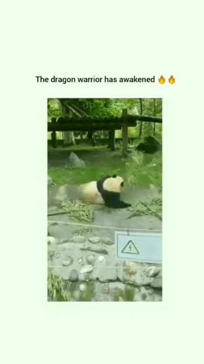Kung fu panda 🐼