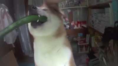 Stop petting me and let me work