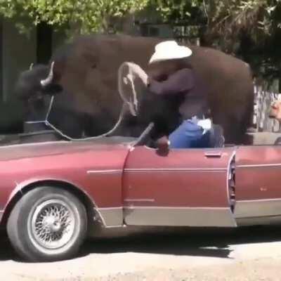 What in buffalo transportation