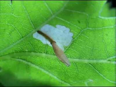 Bagworm caterpillars are able to burrow inside a single leaf