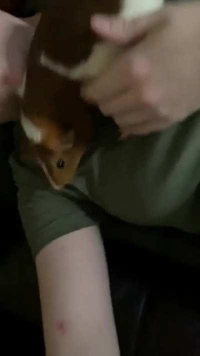 Penny girl givin her mama some lovins ❤️ she’s so ticklish on her tummy!