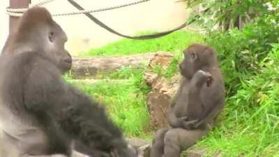 Gorilla is very dad like