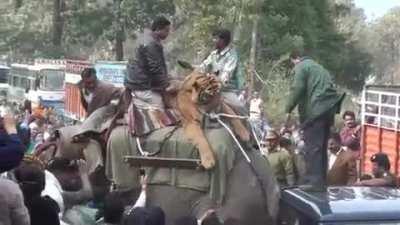 Man eater tiger in India in 2011. it had killed 6 people