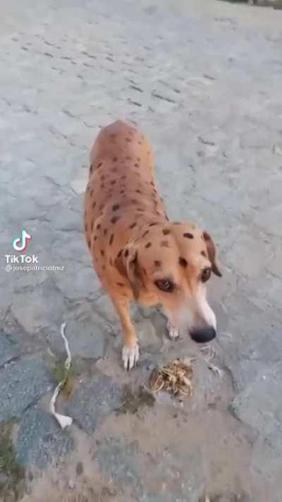 Oque ela dizia, oque