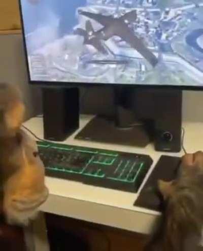 Pro Players de Free Fire