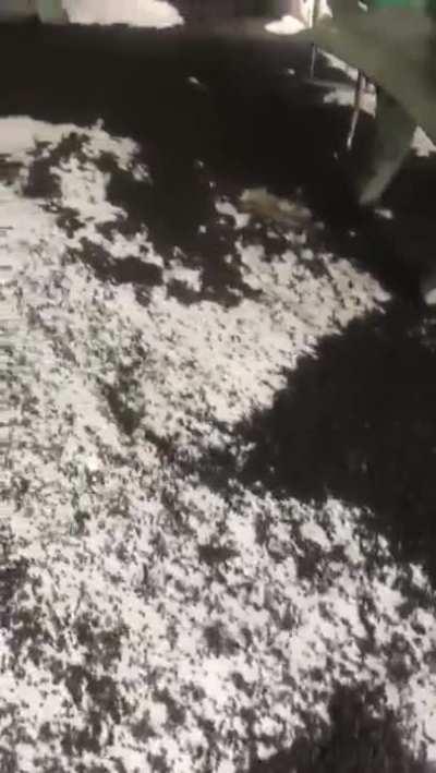 Crazy bug infestation 