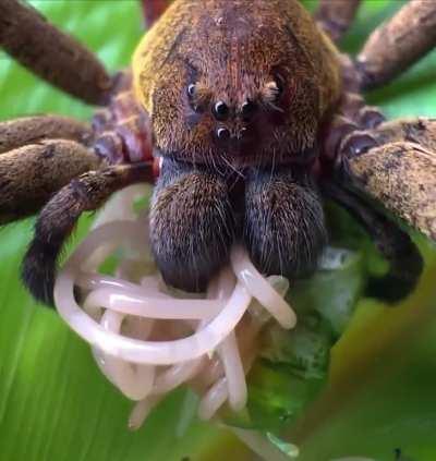 spider of the Ctenidae family targeted a dead katydid and also fed on a parasitic worm that was exiting the katydid. Two for the price of one.