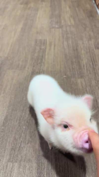 Look at this little pig from Starbucks 🥰