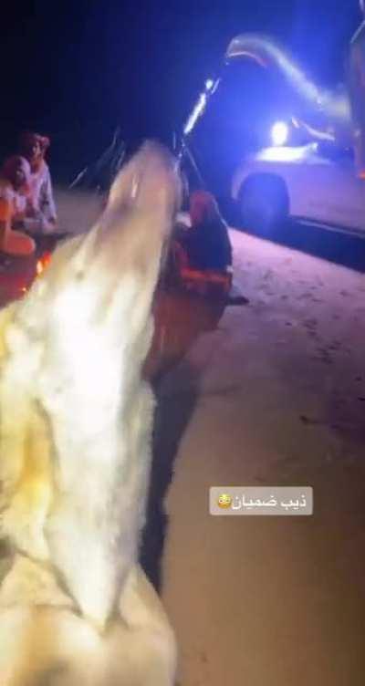 man waters a thirsty wolf in the desert