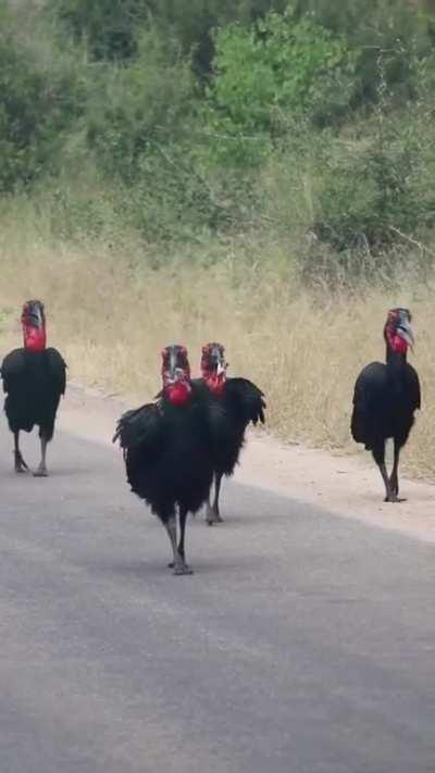 🔥 A posse of Southern Ground Hornbills