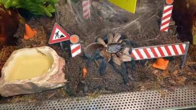 M.Balfouri at work on her construction site. How am i supposed to work in Home Office with a very busy tarantula in plain sight?