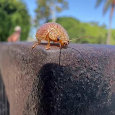 FRESHLY PEELED TANGERINE GAINED SENTIENCE. 
