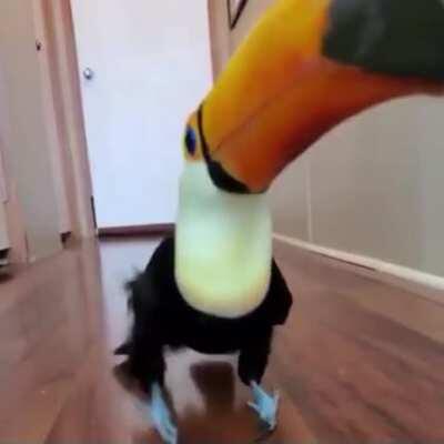 beeg beak parrot want treat