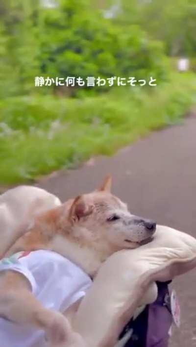 Last moments of Kabosu. The Meme dog
