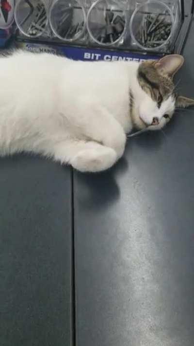 I work at an Ace Hardware store and this big boi naps beside my cash register all day, curled feetsies and all! Meet Yeti the store kitty.