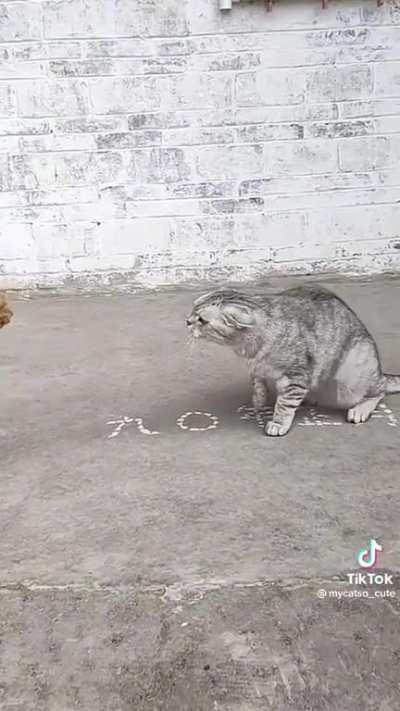 Defend yourself you orange fool!