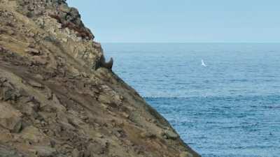 Natural selection is hard to watch