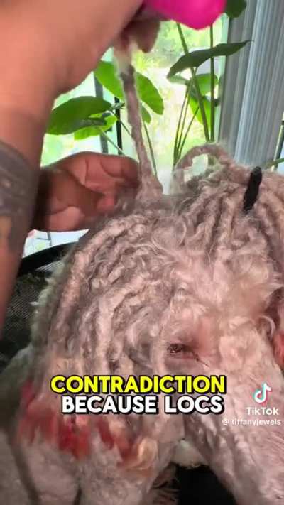 Yall ever seen a dog with dreads?