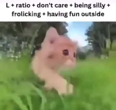 cat of the hour [19/24]