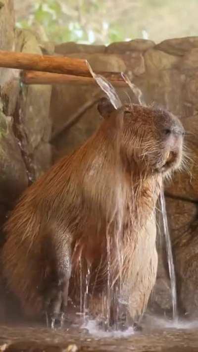 Capybara having relaxing hot water bath..