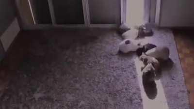 A timelapse of cats following a sunbeam.