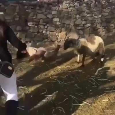 HMC while I take a picture for my Instagram with this baby lamb