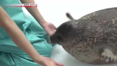 Seals are so happy to play