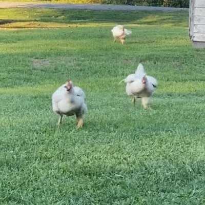 just made this gif. you may use it for whatever chickenposting purposes you require.