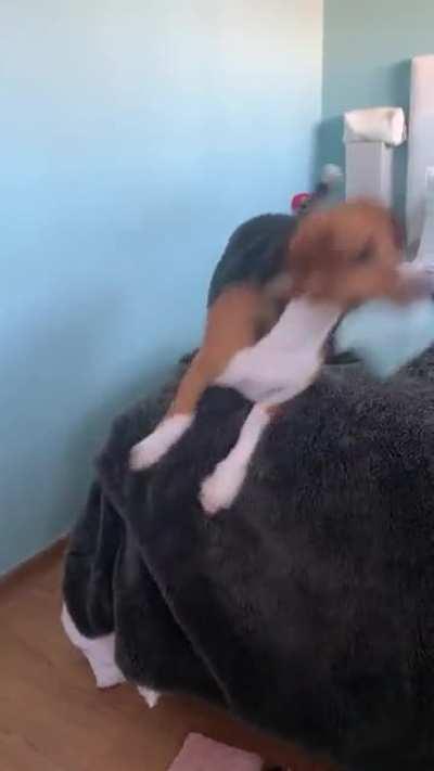 The evasive beagle boogy when he knows he has something he’s not supposed to 🙈