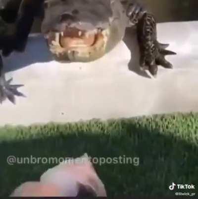 Tuki 🐊