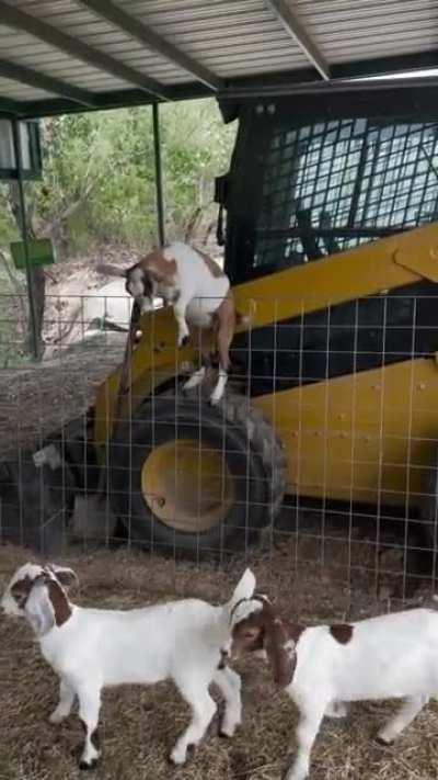 During the process of pin raising the newborn goats. I couldn't figure out how my pet Spanish dwarf goat kept getting inside. It wasn't until today.. 🤭😂
