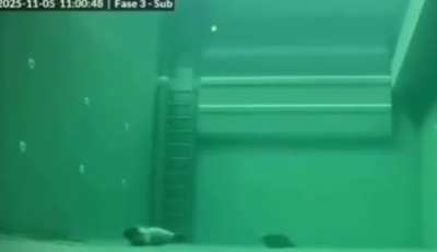 A timelapse of sleeping seals