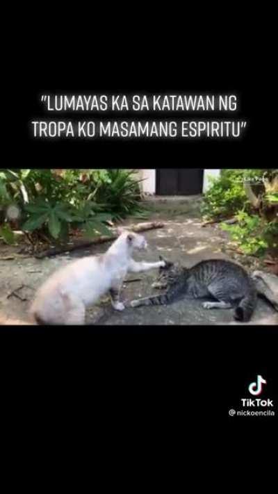 Nauulol na pusa