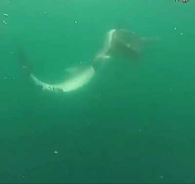 So how was you morning swim mate?