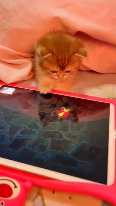 kitten playing games on a tablet 🥺
