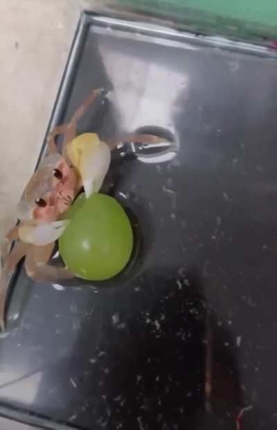 lil crab eating grape hehe