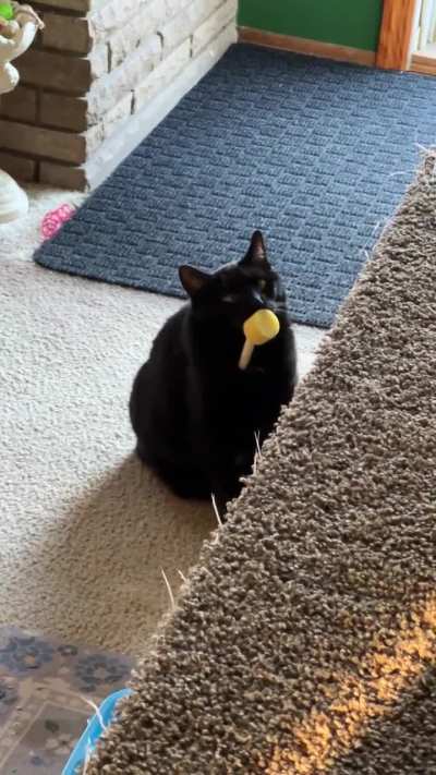 One of Chilis favorite toys…crafting sponges. Specifically the ones attached to a stick.
