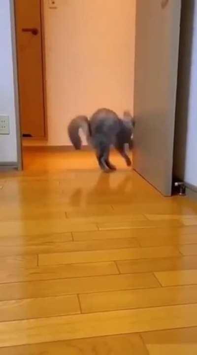 I think this kitten has been listening to Michael Jackson's Thriller and learned to dance