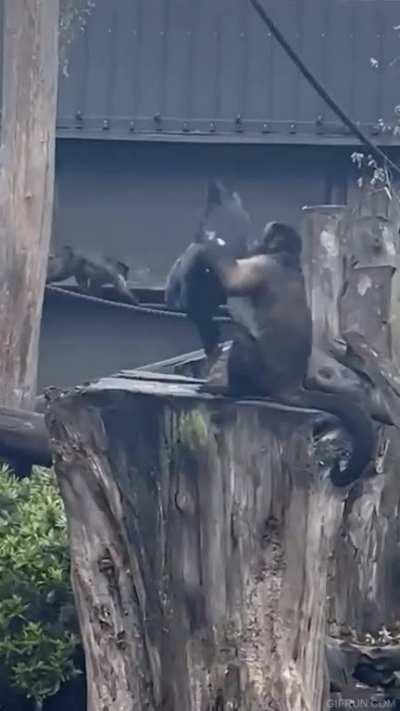 Monkey Beats Bird To Death