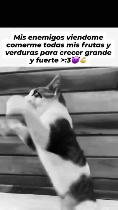 MomazosBeelce1 - Video #3697