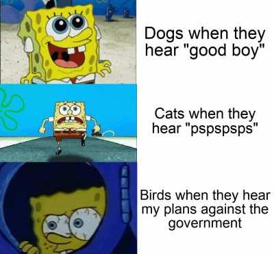 why is there a black van?