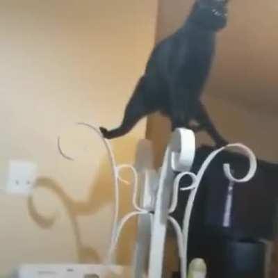 This cat is Jean-Claude Van Damme