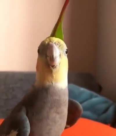 Cute birb sings a song from Legend of Zelda
