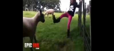 Girl tries to fight goat