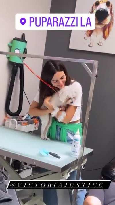 Taking Sammy for a grooming part 2