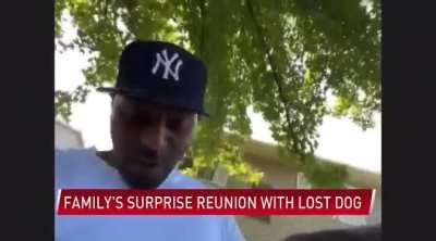 Lost Dog Returns Home During a News Interview About the Situation